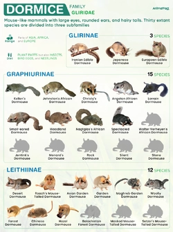 Dormouse-Gliridae.jpg