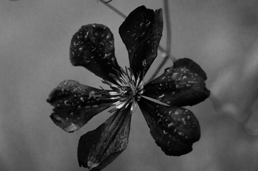 blackpurpleandwhite.jpg