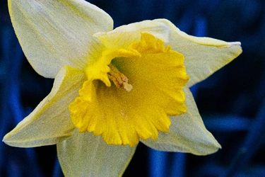 daffydill.jpg