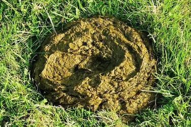 cow-pat-in-a-ashley-cooper-natureplcom.jpg