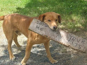 dogs-make-me-happy-23.jpg