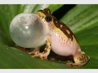 reed frog.jpg