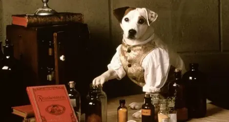 Wishbone-TV-show-review - Copy.webp