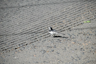 DSC_0361.JPG