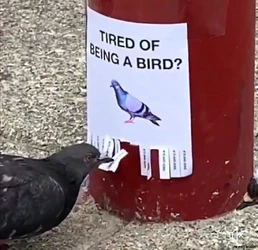 bird wants to quit.jpeg