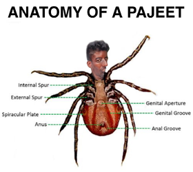 Anatomy of a Pajeet.jpeg