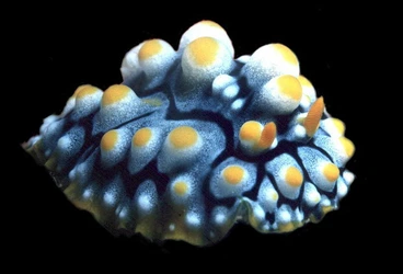 nudi4.jpg