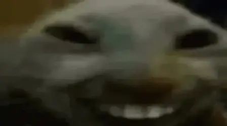 1716099650924-1.gif
