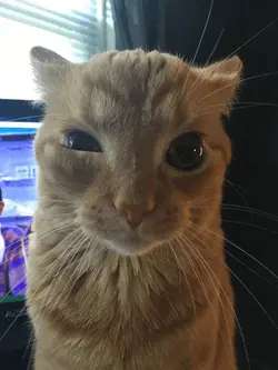 car-cat.gif