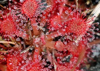 Drosera_capillaris-Keim.jpg