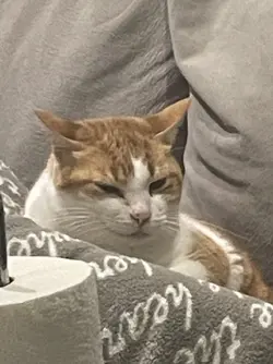 devious cat.jpeg