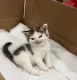 devious kitten.jpeg