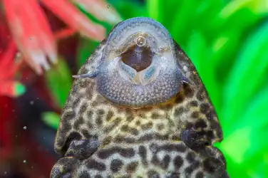 lips.jpg