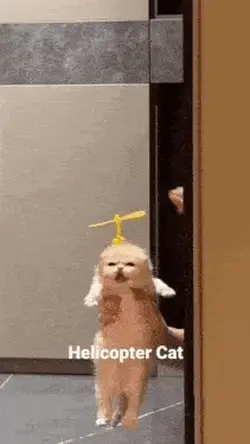 helicopter cat.webp