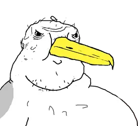 seagull_norf_fc.png
