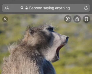 baboonsayinganything.jpg