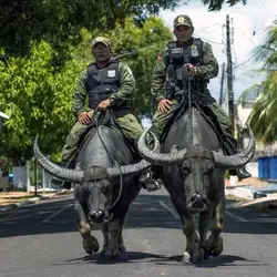 police-in-brazil-use-water-buffalo-to-chase-criminals-who-v0-4asn2blnezjf1.jpeg