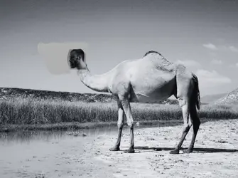 gigacamel.gif