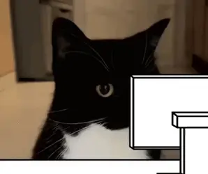 cat-why.gif