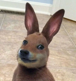 Bunny doge.jpg