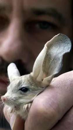 all ears.jpeg
