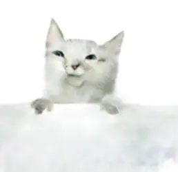 peek2.png