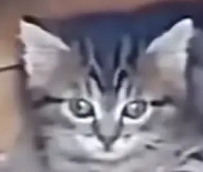 1781807395638.png