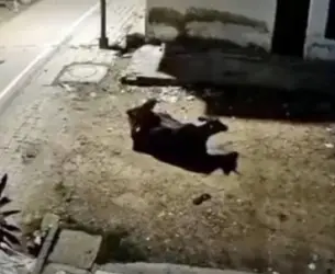 Pajeet raping cow 2.png