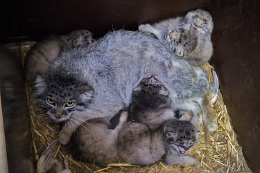 манул-котэ-манулята-9396200.jpeg