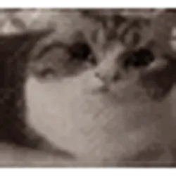 1781989590001536.gif