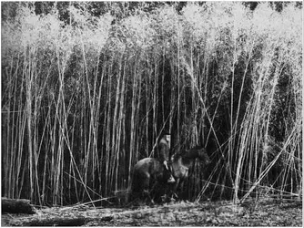 giantcane.jpg