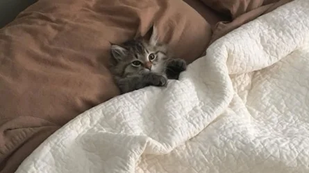 tucked-kittens-photos-cover_675.jpg