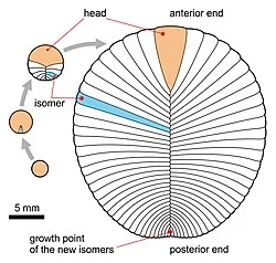 Dickinsonia_costata_Ontogeny.jpg