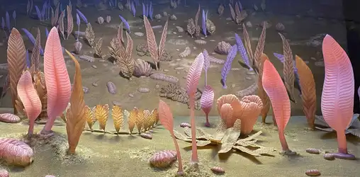 Ediacaran_ecosystem_diorama_NMNH.jpg