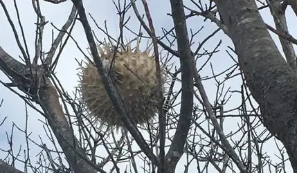 after-a-weekend-storm-in-new-england-a-puffer-fish-was-v0-f2rbgl3h5ek01.jpg