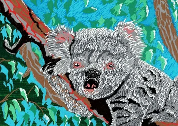 koala.jpg