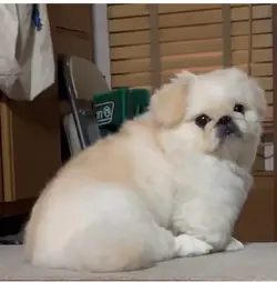 Screenshot_20260628-160230_YouTube.png