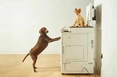 dogs_photocopier_5a4829db43d10d8edc5bf8c882eae342838d283f.jpg.1280x0_q70.webp