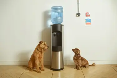 dogs_watercooler_76a3bce5f27f84dd5dee4a16df936b063bb96d95.jpg.1920x0_q70.webp