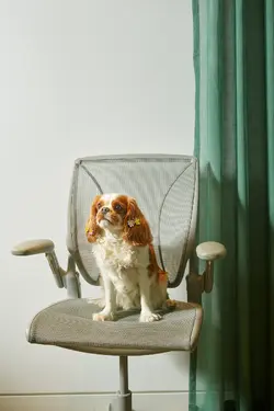 dogs_chairv2_cfc09a2f4c8af79a8607f426101601930b4b70a8.jpg.1920x0_q70.webp