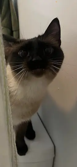 little-meezer-is-very-intrigued-by-me-showering-v0-q2o99fpiyxre1.jpg