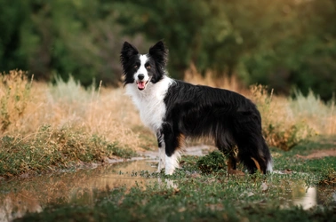border-collie-3593670816.jpeg