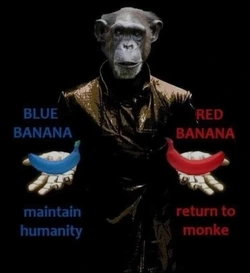 monkey.jpg