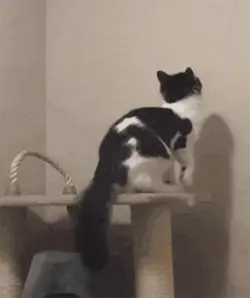 black-friday-cat-3.webp