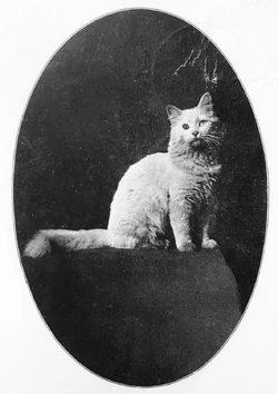 old homophobic cat.jpg
