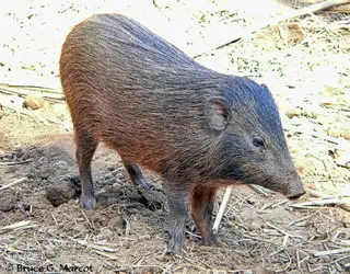 P1050910_Pygmy_Hog.jpg