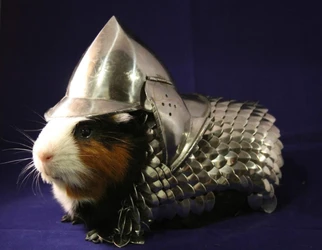 GUINEA-PIG-ARMOR.jpg