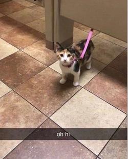 4365342.jpg