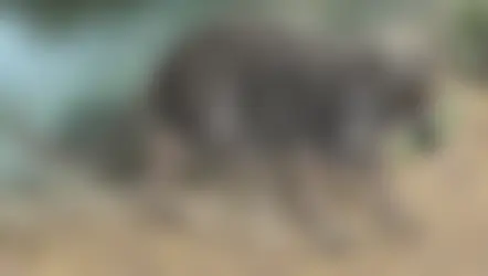 indohyus.png
