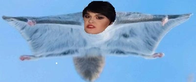 Flying Kat.jpg
